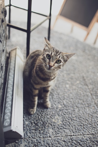 灰色的混凝土地板上棕色虎斑猫

